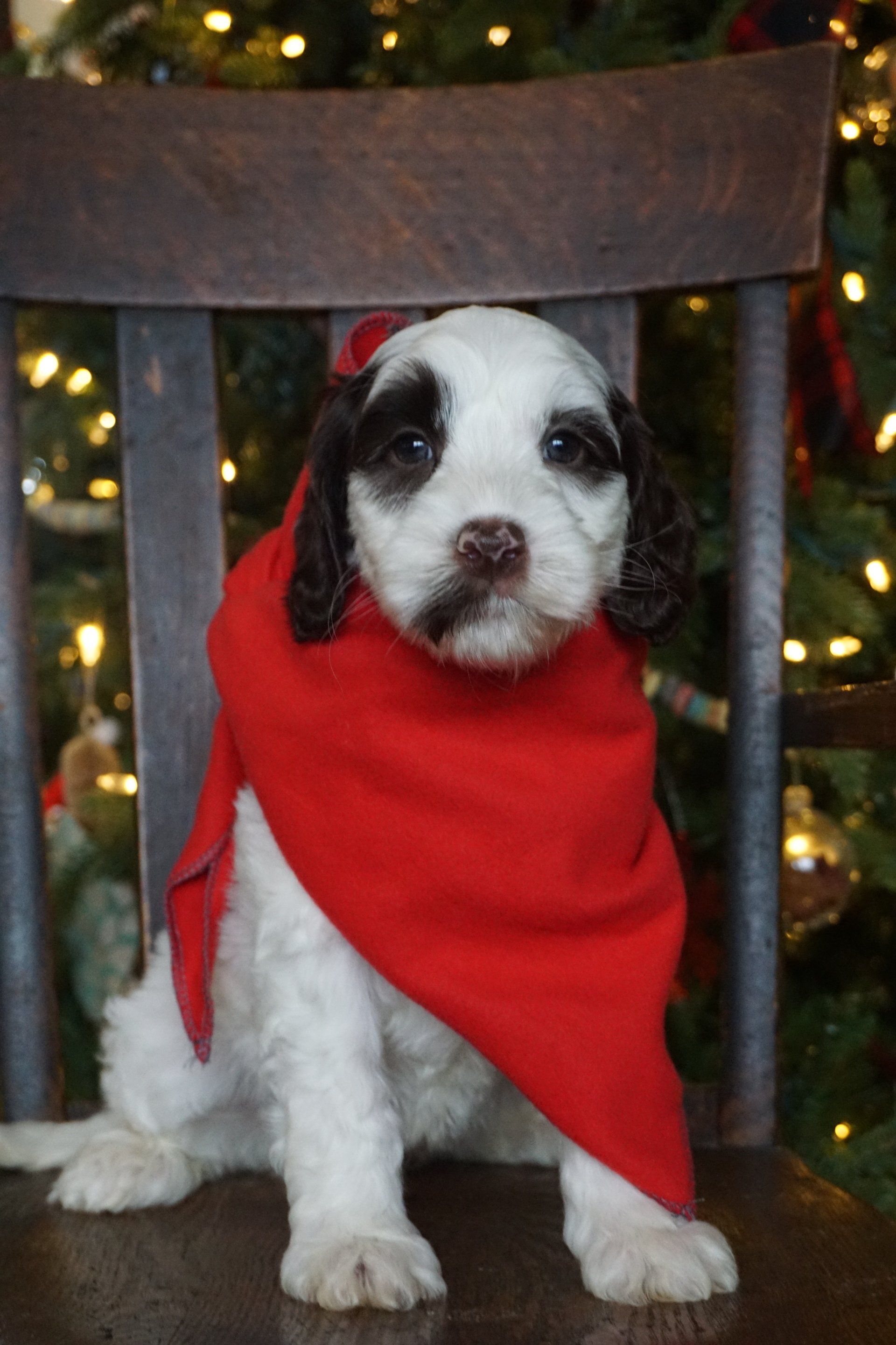 wild daisy’s black eyed susan - 005