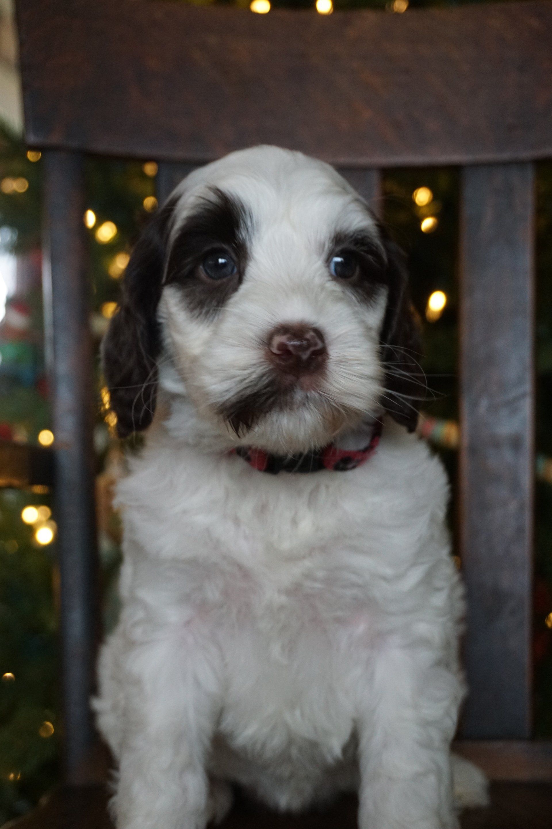 wild daisy’s black eyed susan - 002
