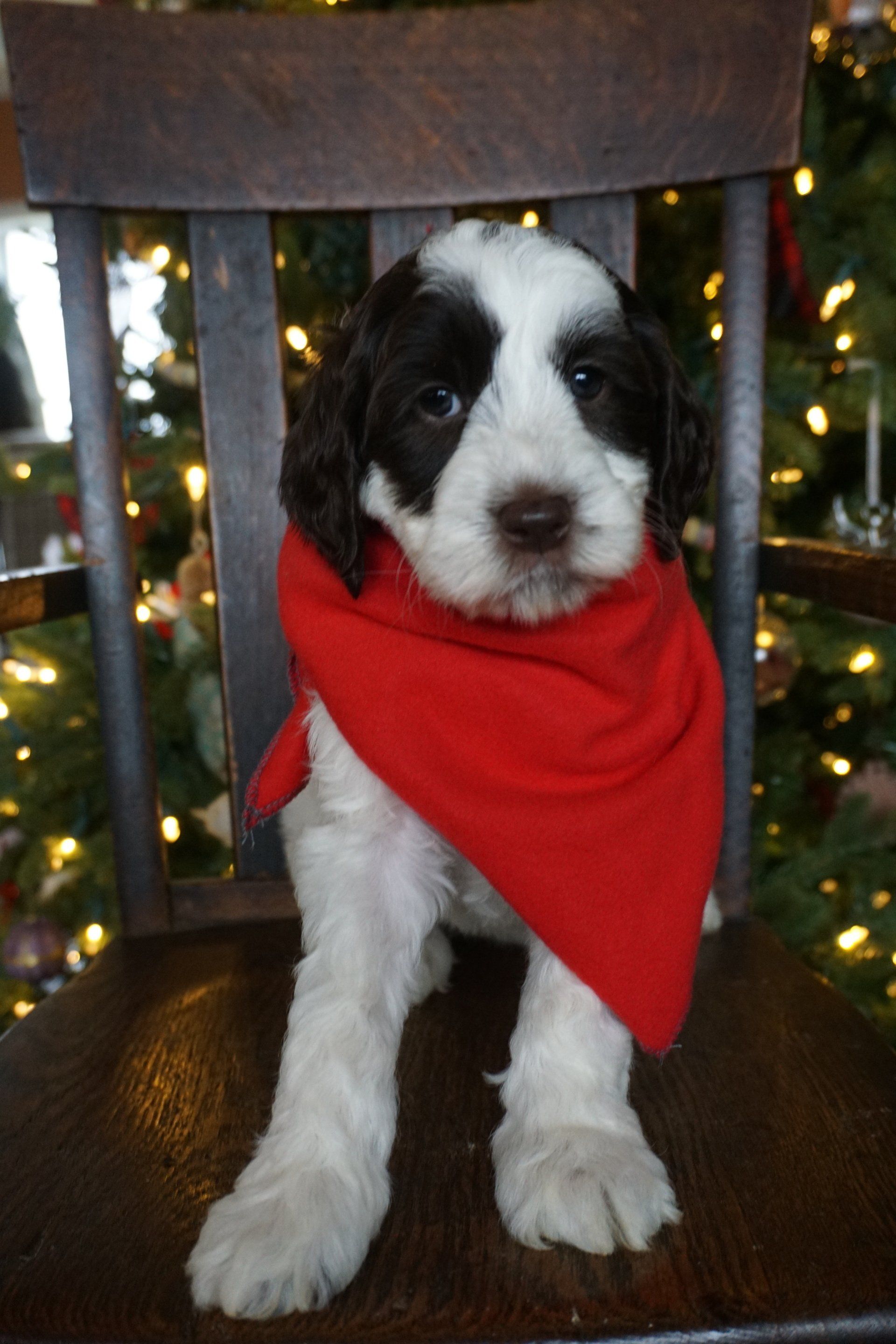 wild daisy’s black eyed susan - 003