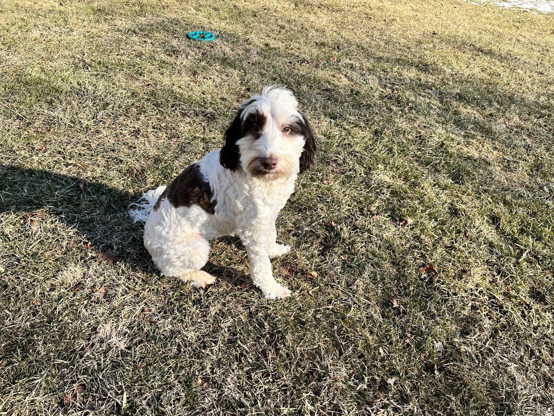 wild daisy’s black eyed susan - 016