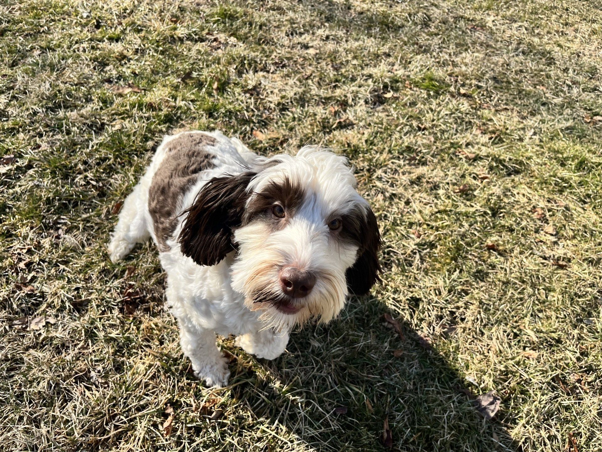 wild daisy’s black eyed susan - 014