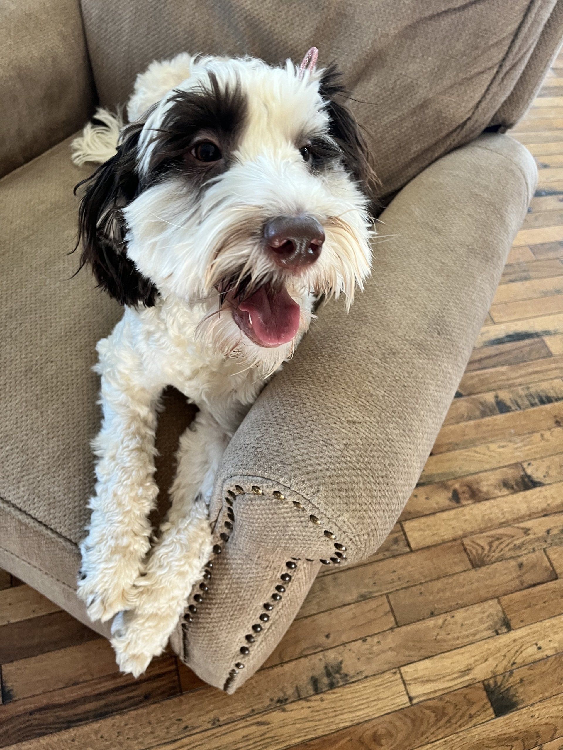 wild daisy’s black eyed susan - 012