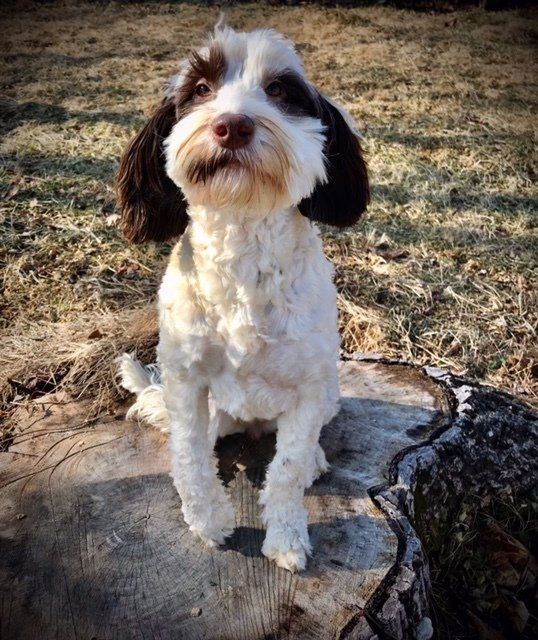 wild daisy’s black eyed susan - 007