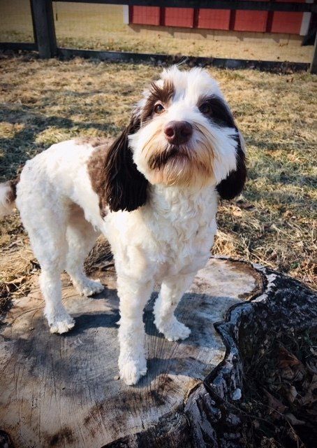 wild daisy’s black eyed susan - 006