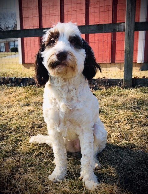 wild daisy’s black eyed susan - 008