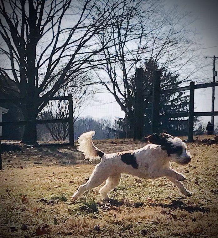 wild daisy’s black eyed susan - 009