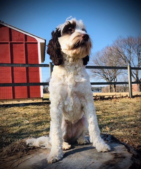 wild daisy’s black eyed susan - 010