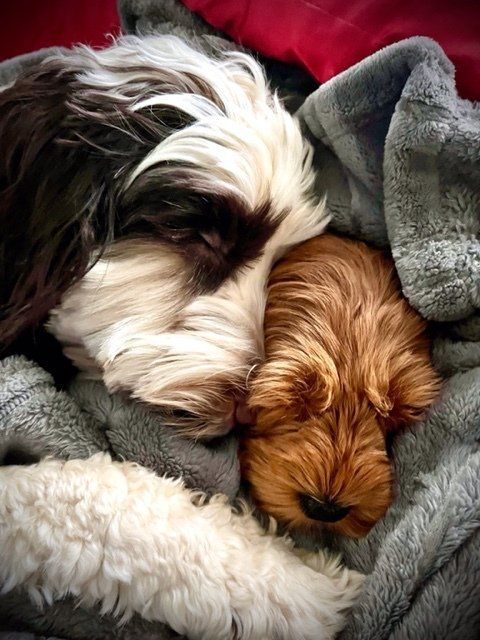 wild daisy’s black eyed susan - 011