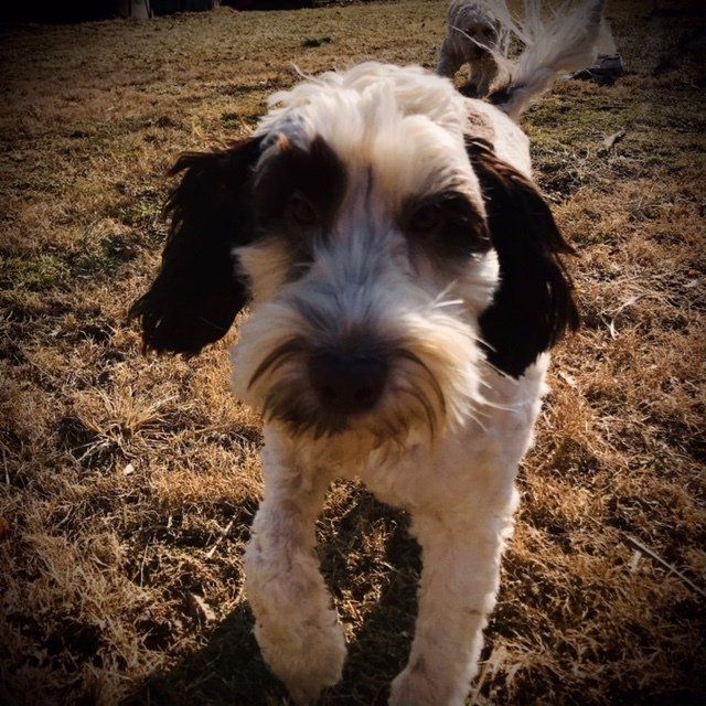 wild daisy’s black eyed susan - 013