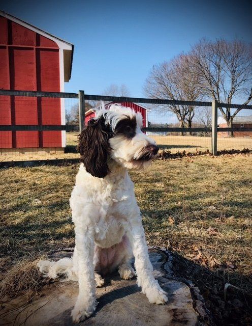 wild daisy’s black eyed susan - 015