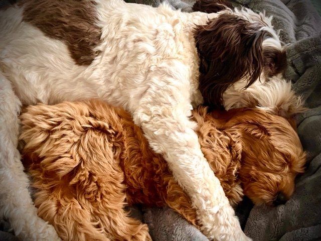 wild daisy’s black eyed susan - 017