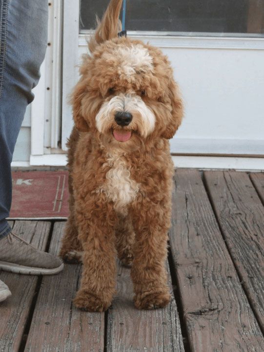A fluffy golden doodle dog stands on a wooden porch, looking at the camera with a happy expression. It's on a leash held by a person wearing jeans.