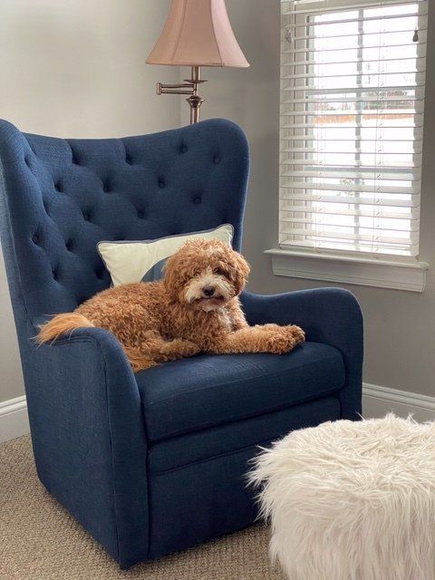 Golden doodle dog lounging in a blue tufted armchair with a white pillow. The dog is inside near a window and a white fuzzy footstool.