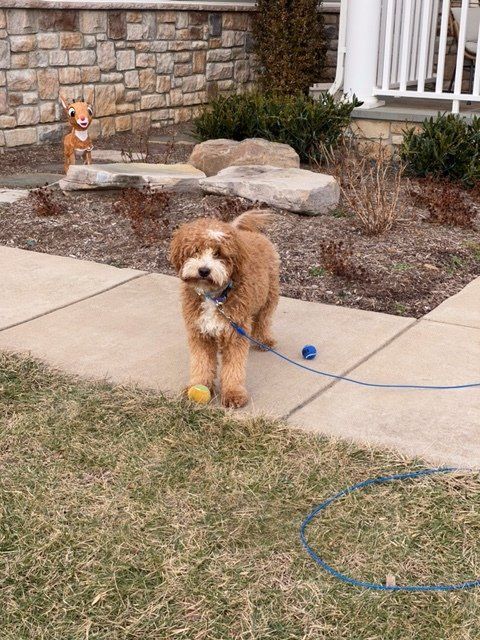 A fluffy, brown dog stands on a sidewalk holding a ball, looking at the camera. Another dog statue is in the background.
