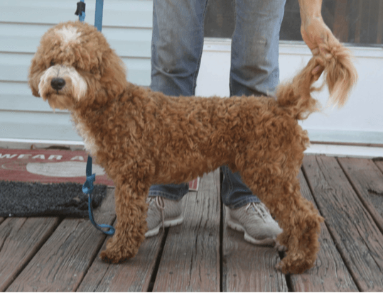 A medium-sized, reddish-brown Goldendoodle stands on a wooden deck, held on a leash by a person in blue jeans.