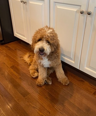 A fluffy goldendoodle sits on a hardwood floor, near white kitchen cabinets. The dog is smiling with a white patch on its chest.
