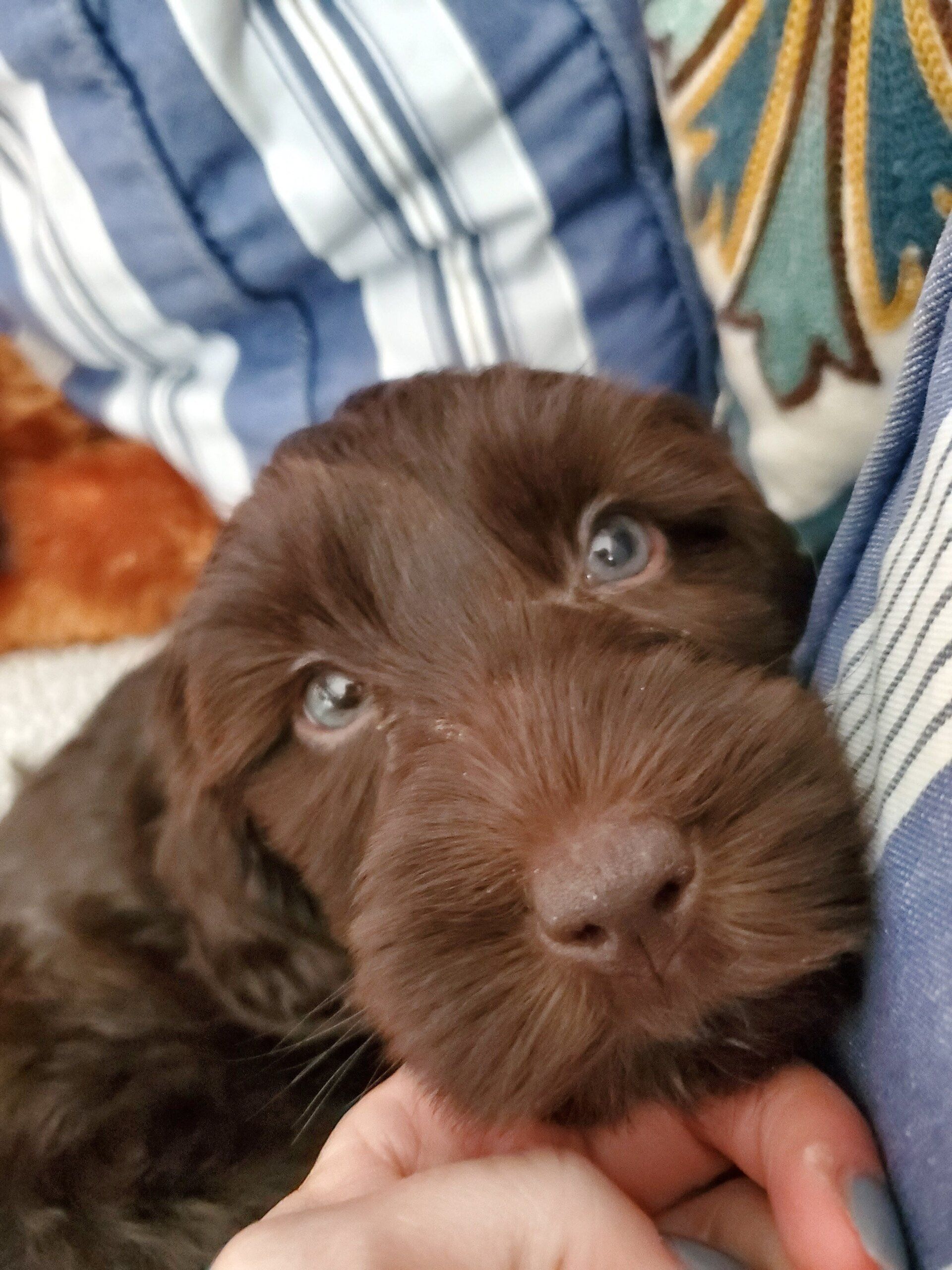 wild daisy’s gertrude gladiola - 001