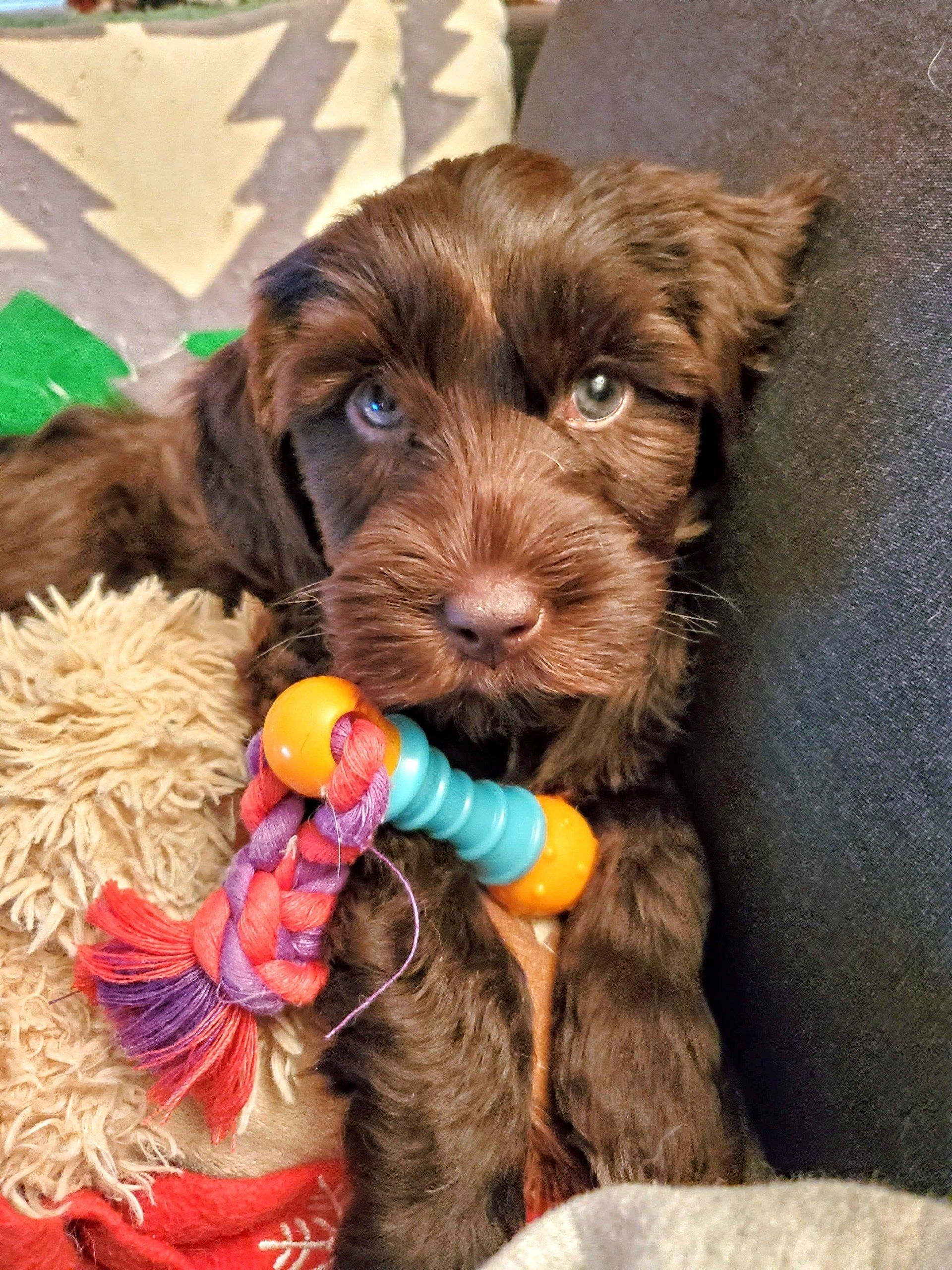 wild daisy’s gertrude gladiola - 002