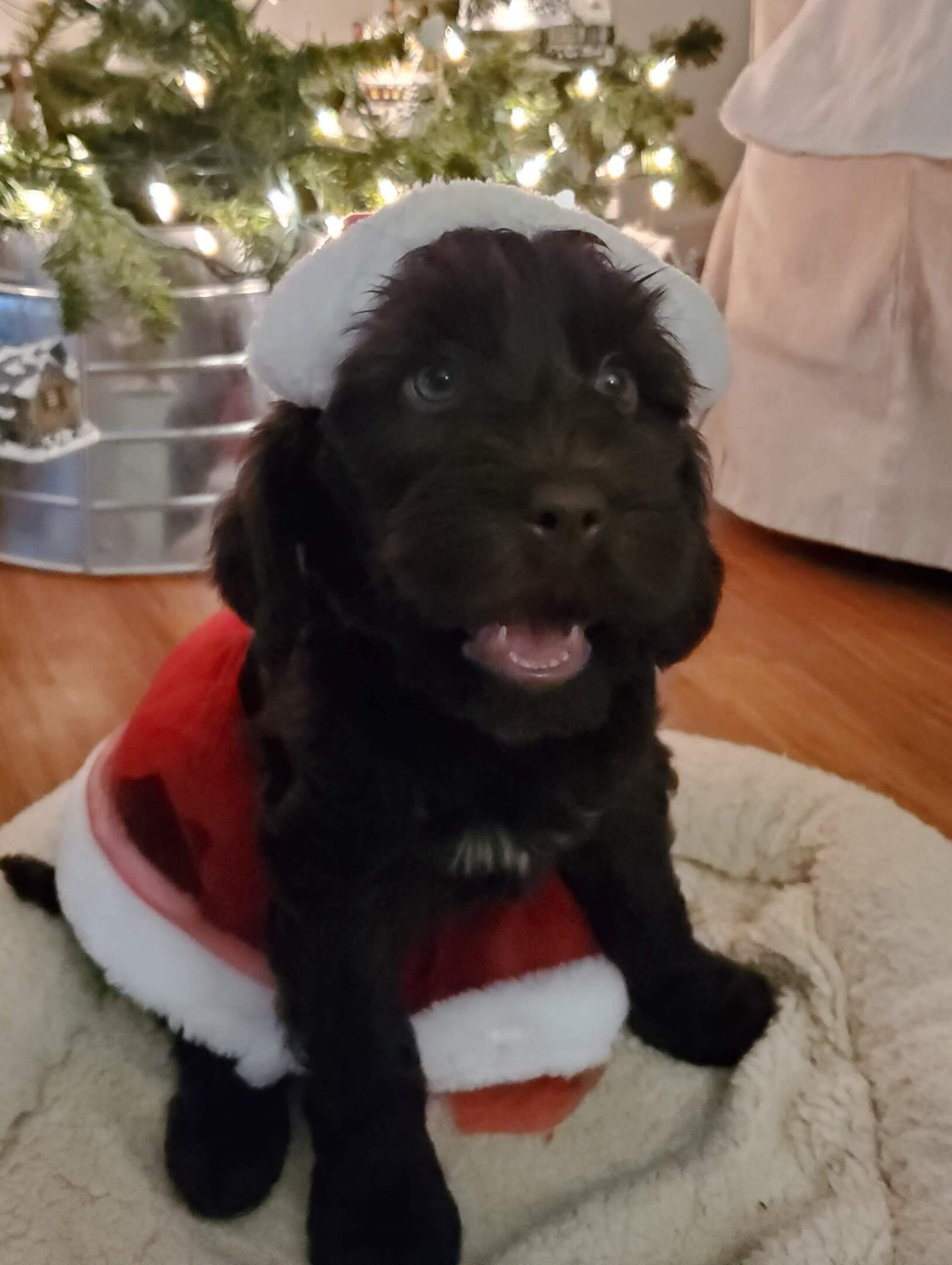 wild daisy’s gertrude gladiola - 003