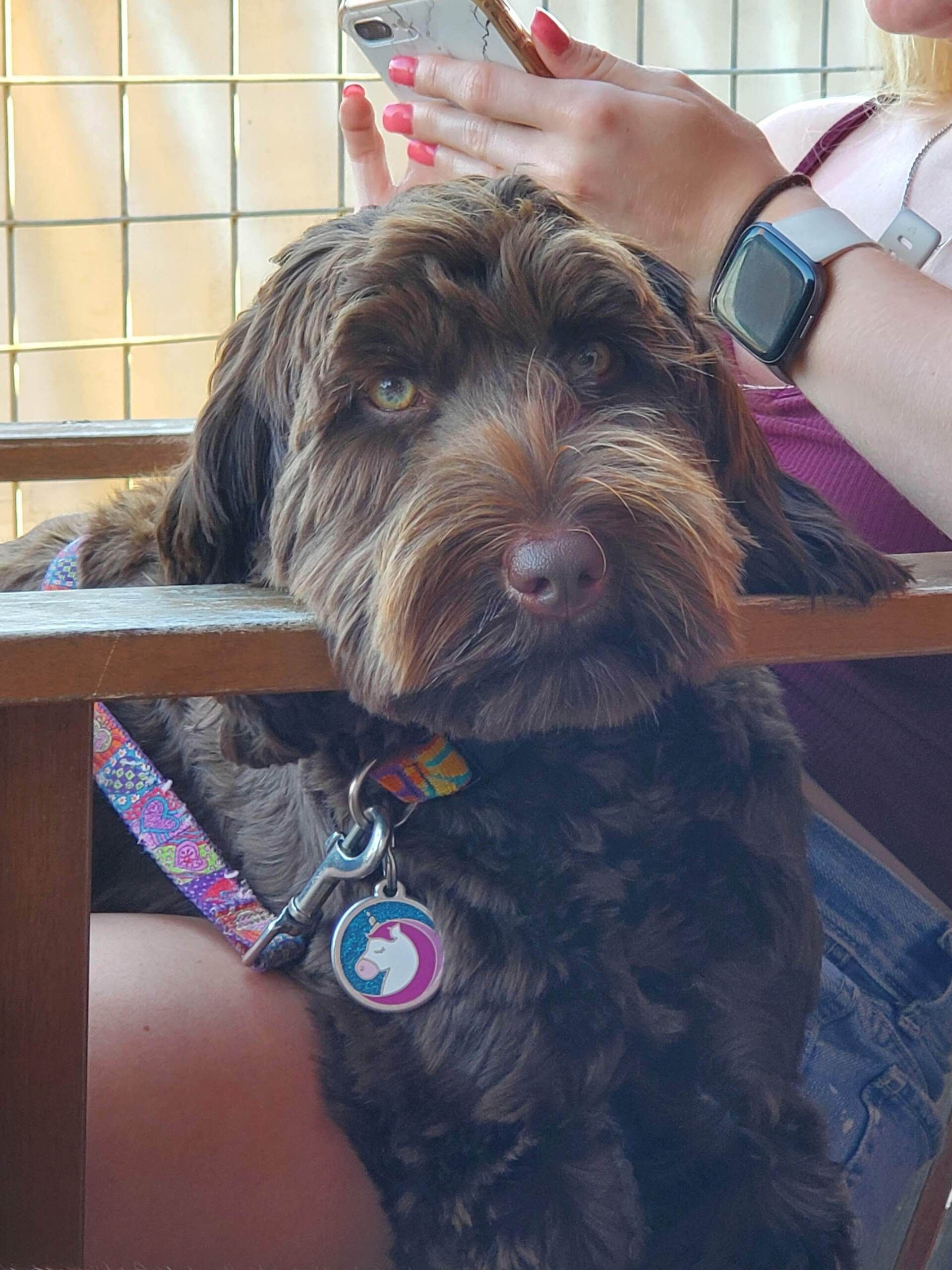 wild daisy’s gertrude gladiola - 004