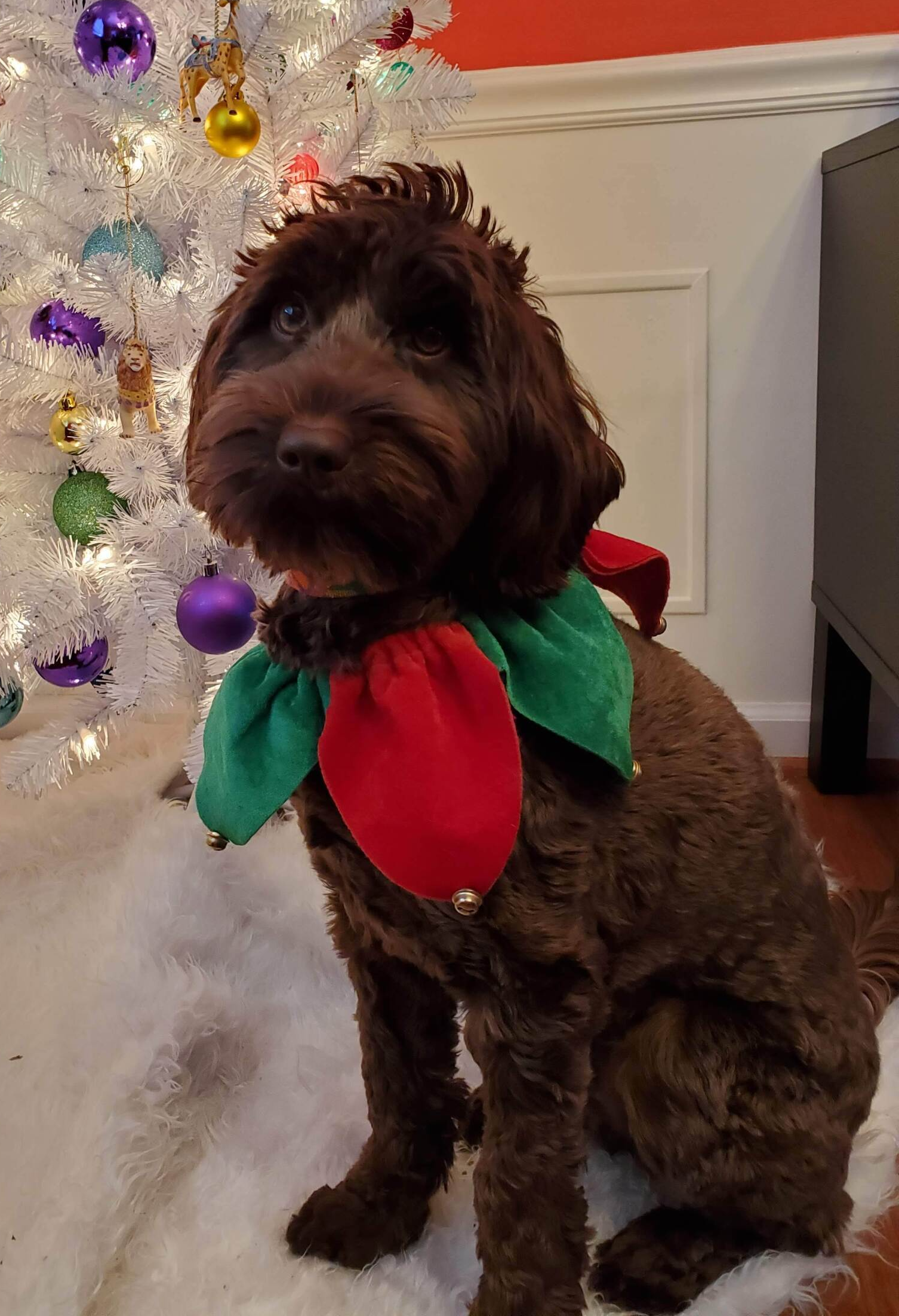 wild daisy’s gertrude gladiola - 005