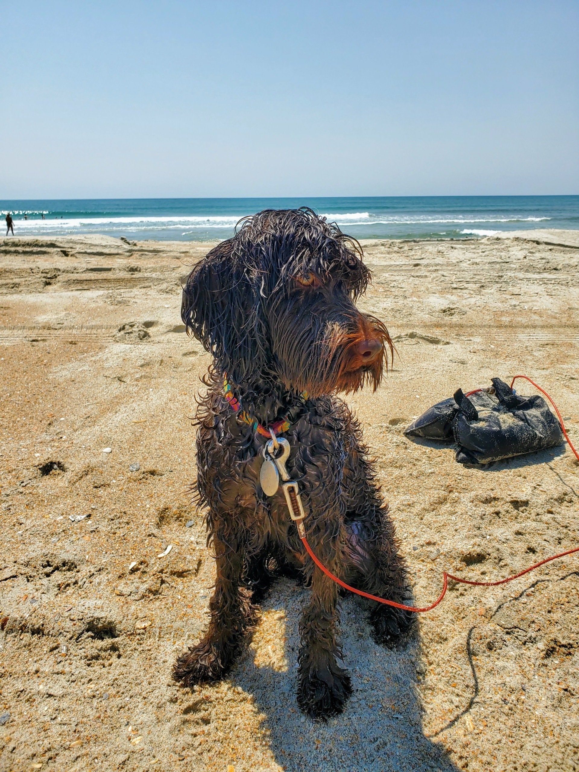 wild daisy’s gertrude gladiola - 006