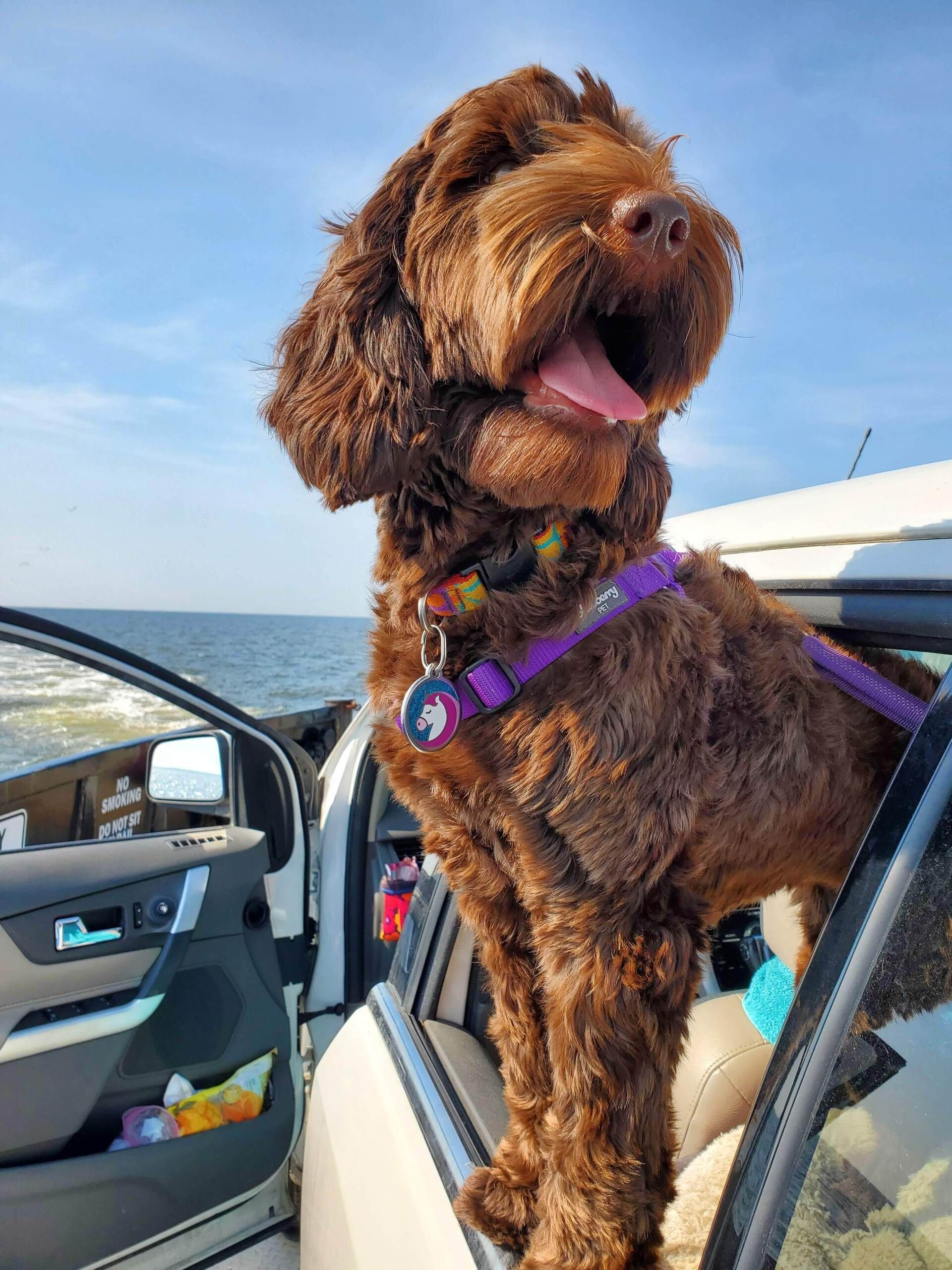 wild daisy’s gertrude gladiola - 007