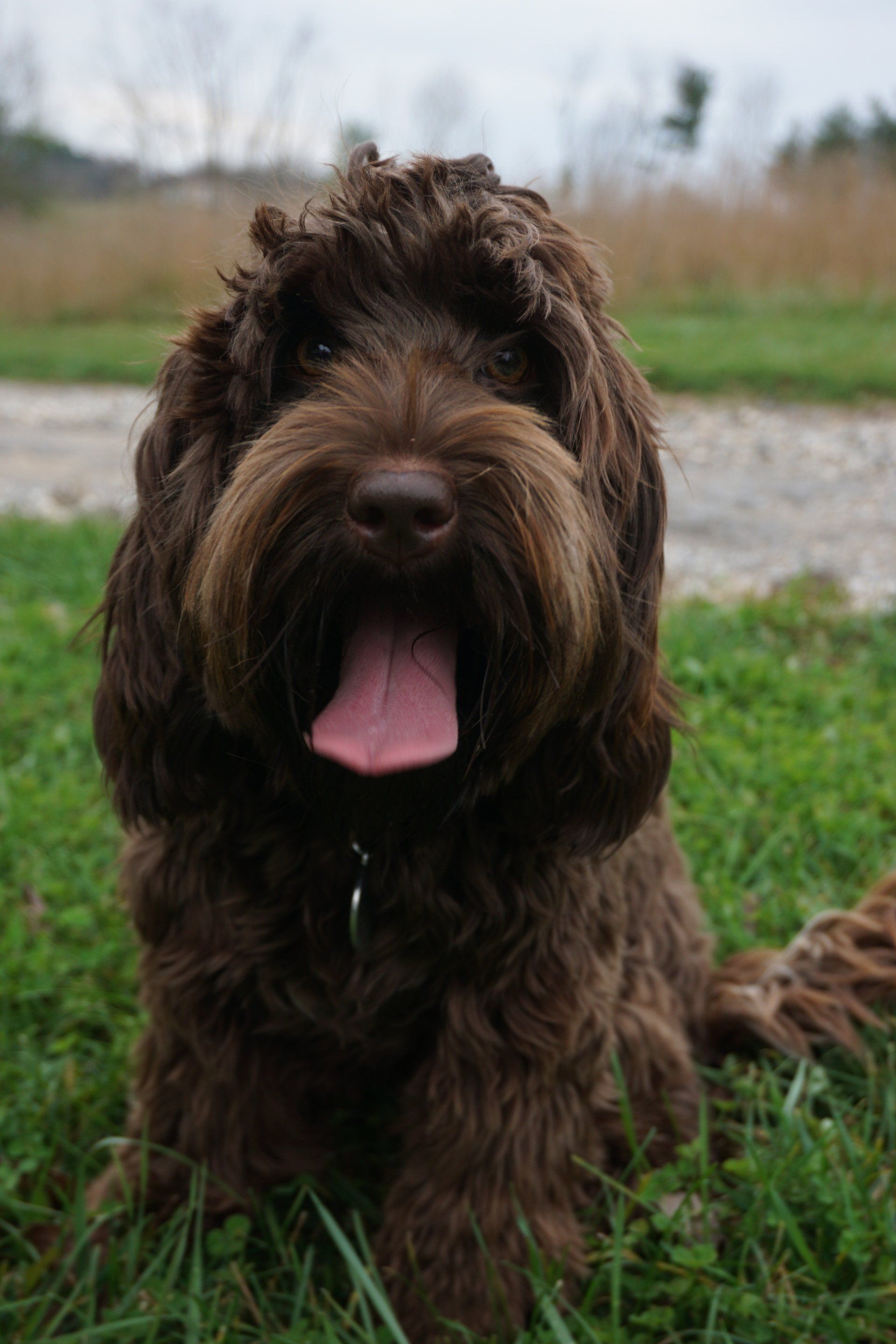 wild daisy’s gertrude gladiola - 008