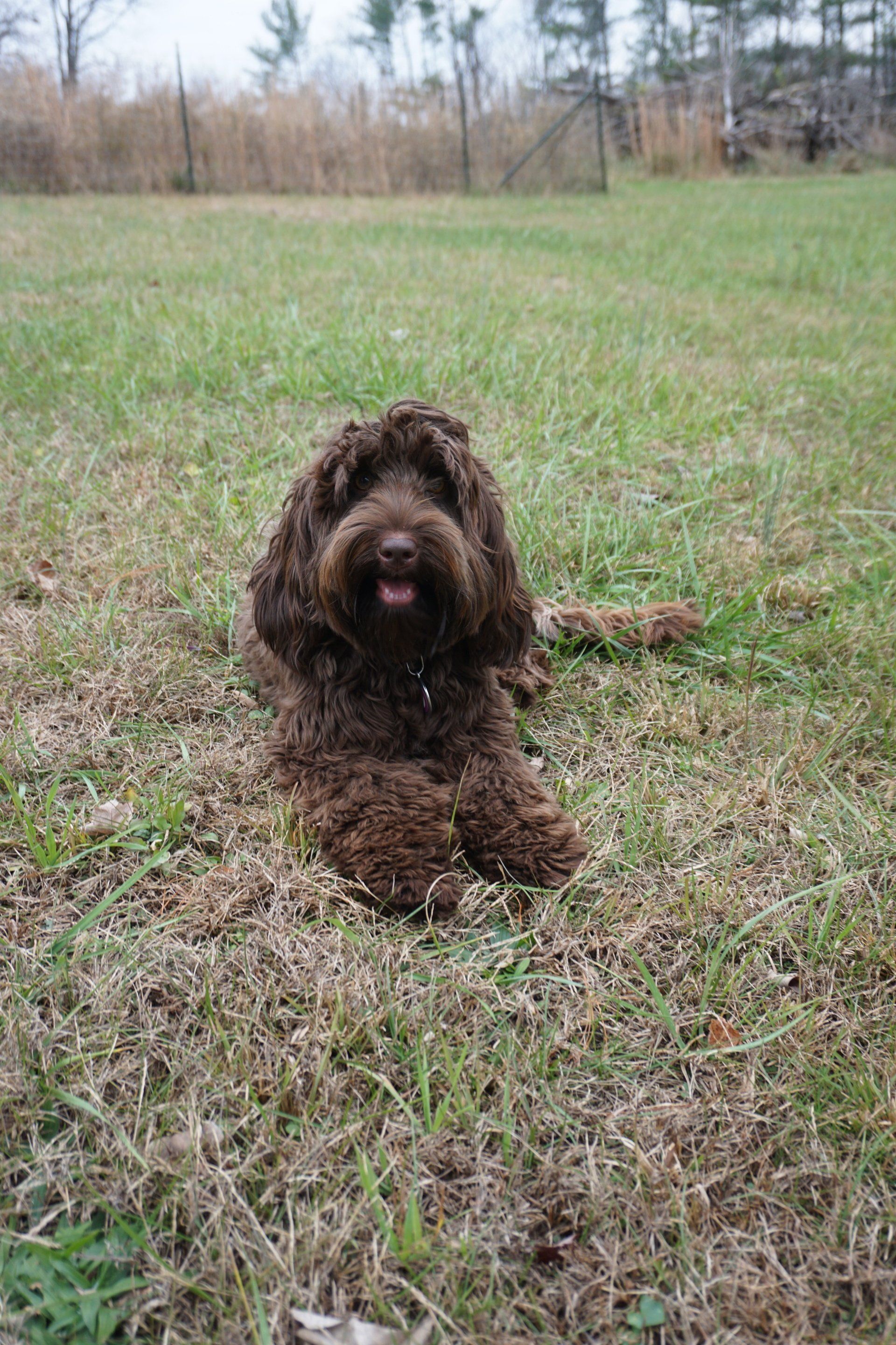wild daisy’s gertrude gladiola - 009