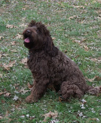 wild daisy’s gertrude gladiola - 010
