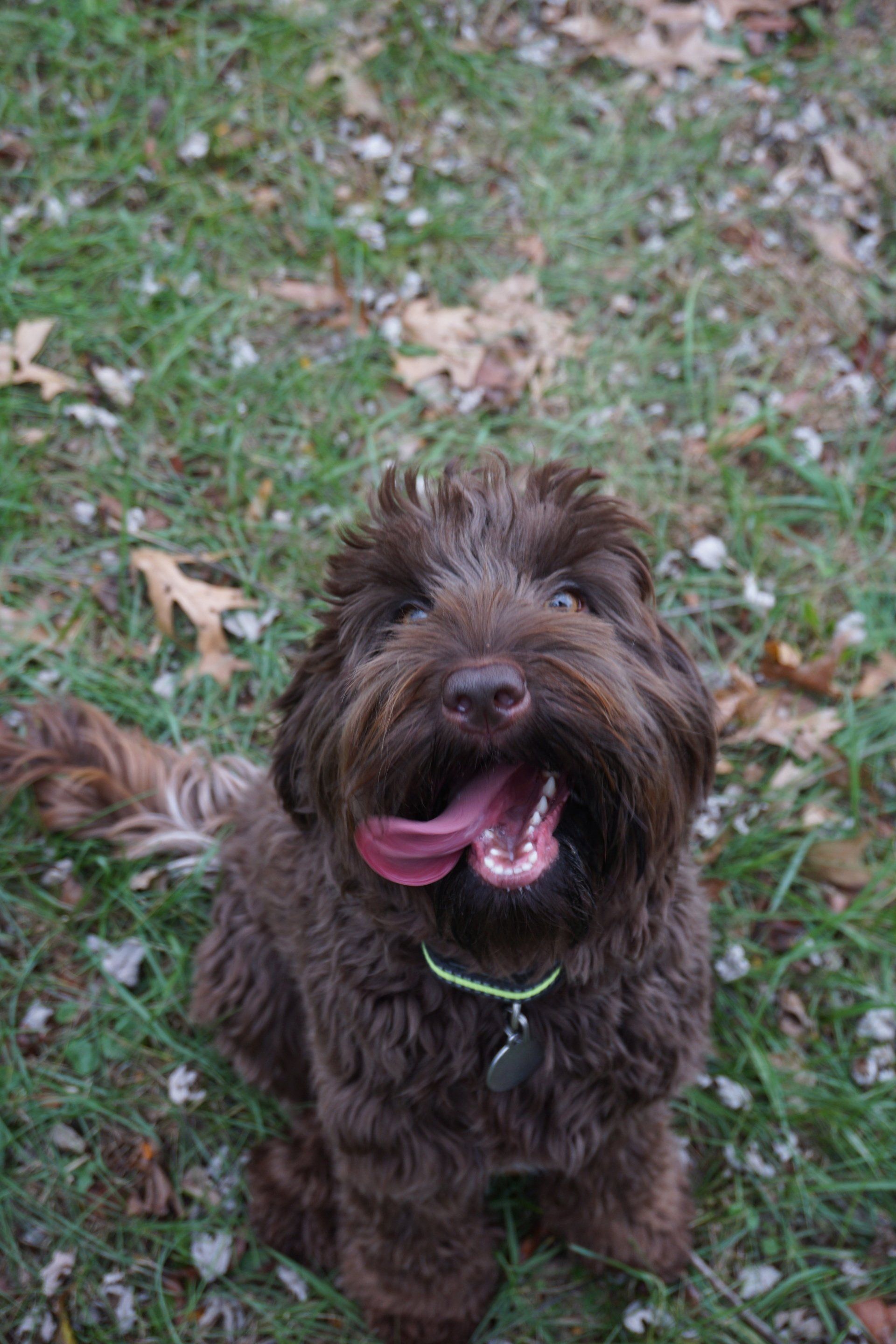 wild daisy’s gertrude gladiola - 011
