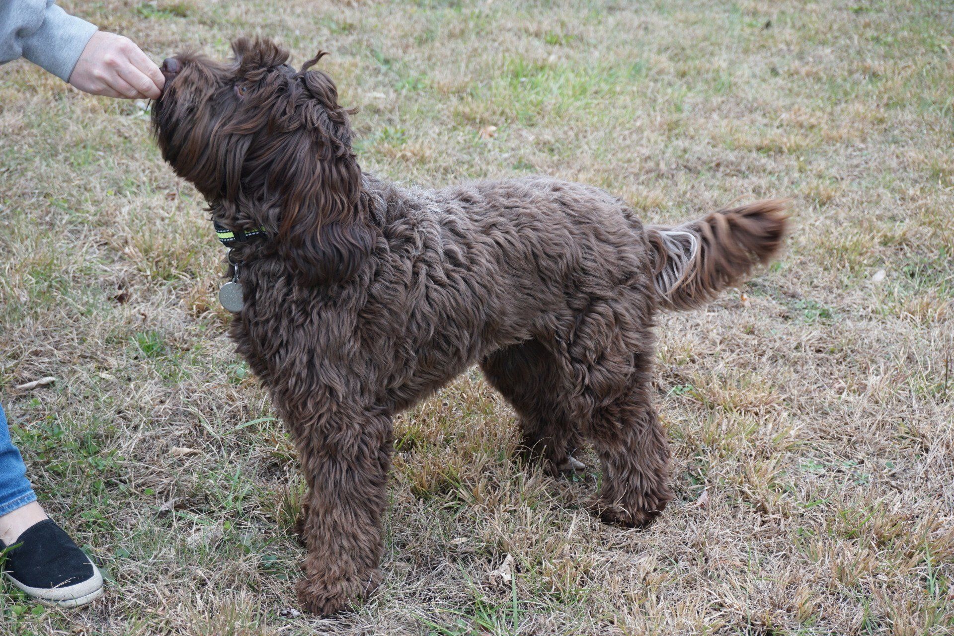 wild daisy’s gertrude gladiola - 012