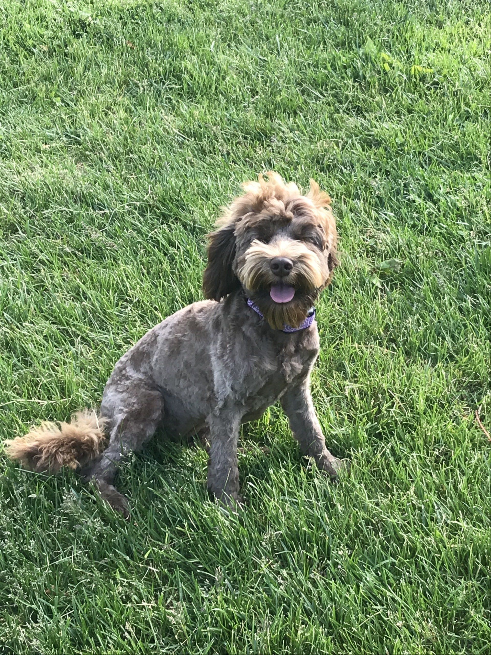 wild daisy’s pepper primrose gallery - 004