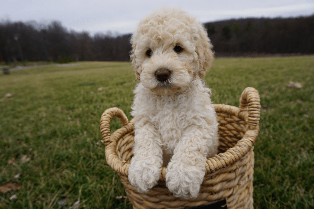 retired buttercup pup in basket