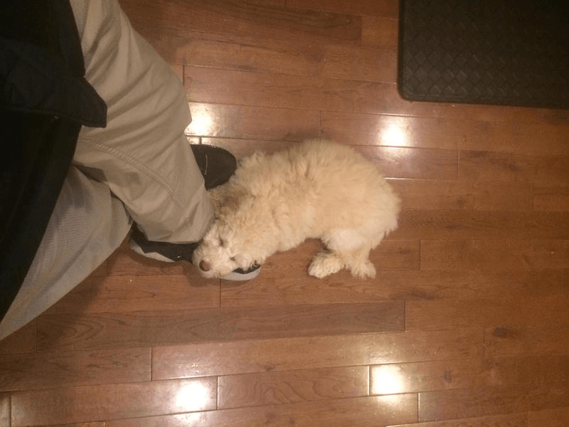 retired buttercup napping