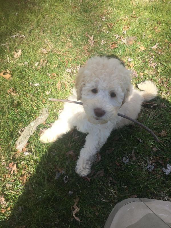 retired buttercup fetch