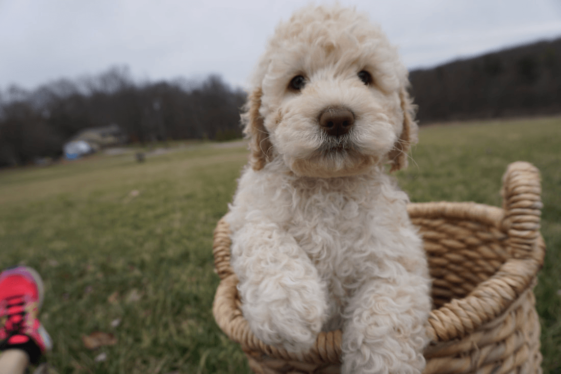 retired buttercup pup close-up