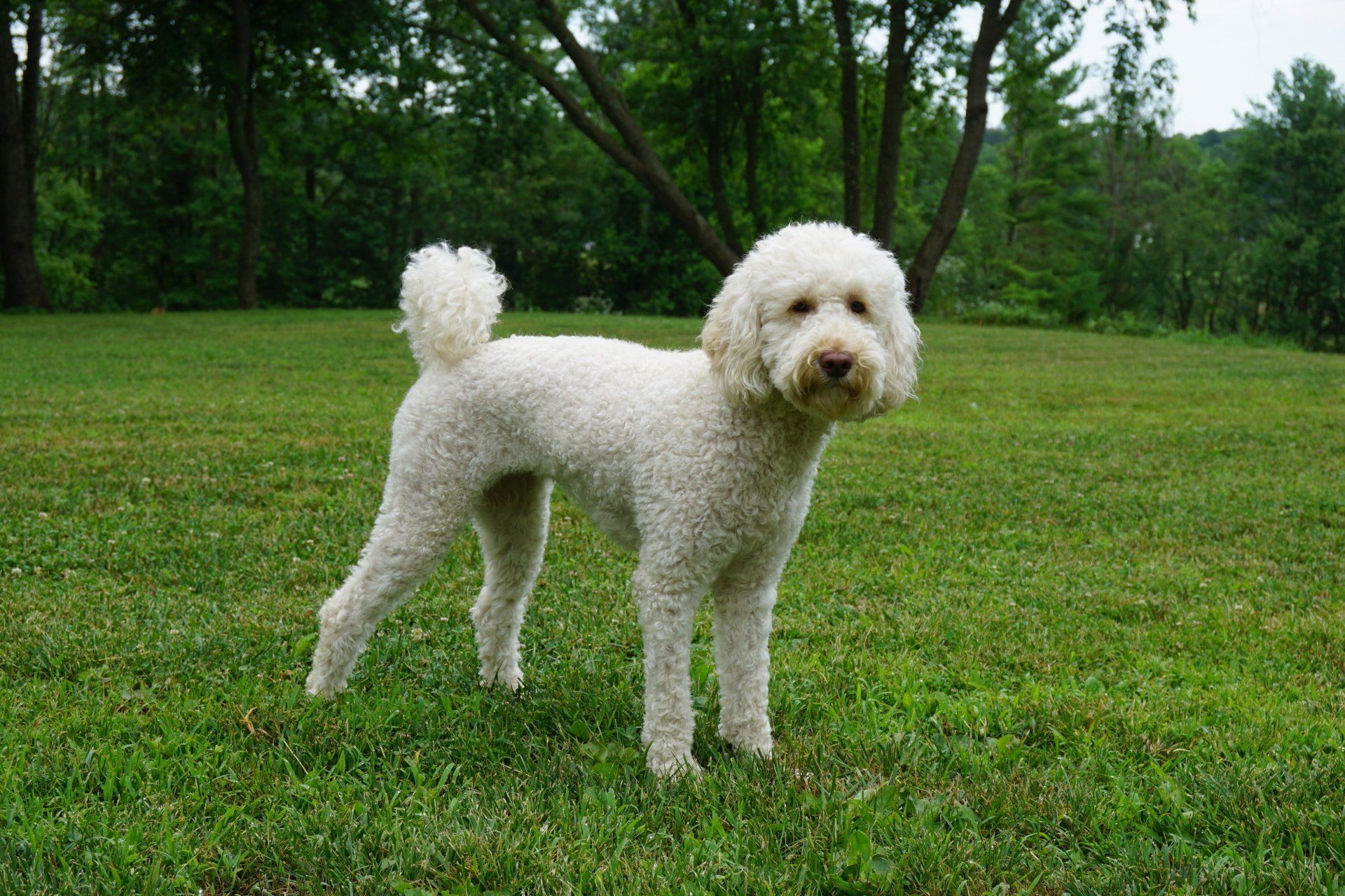 retired buttercup standing