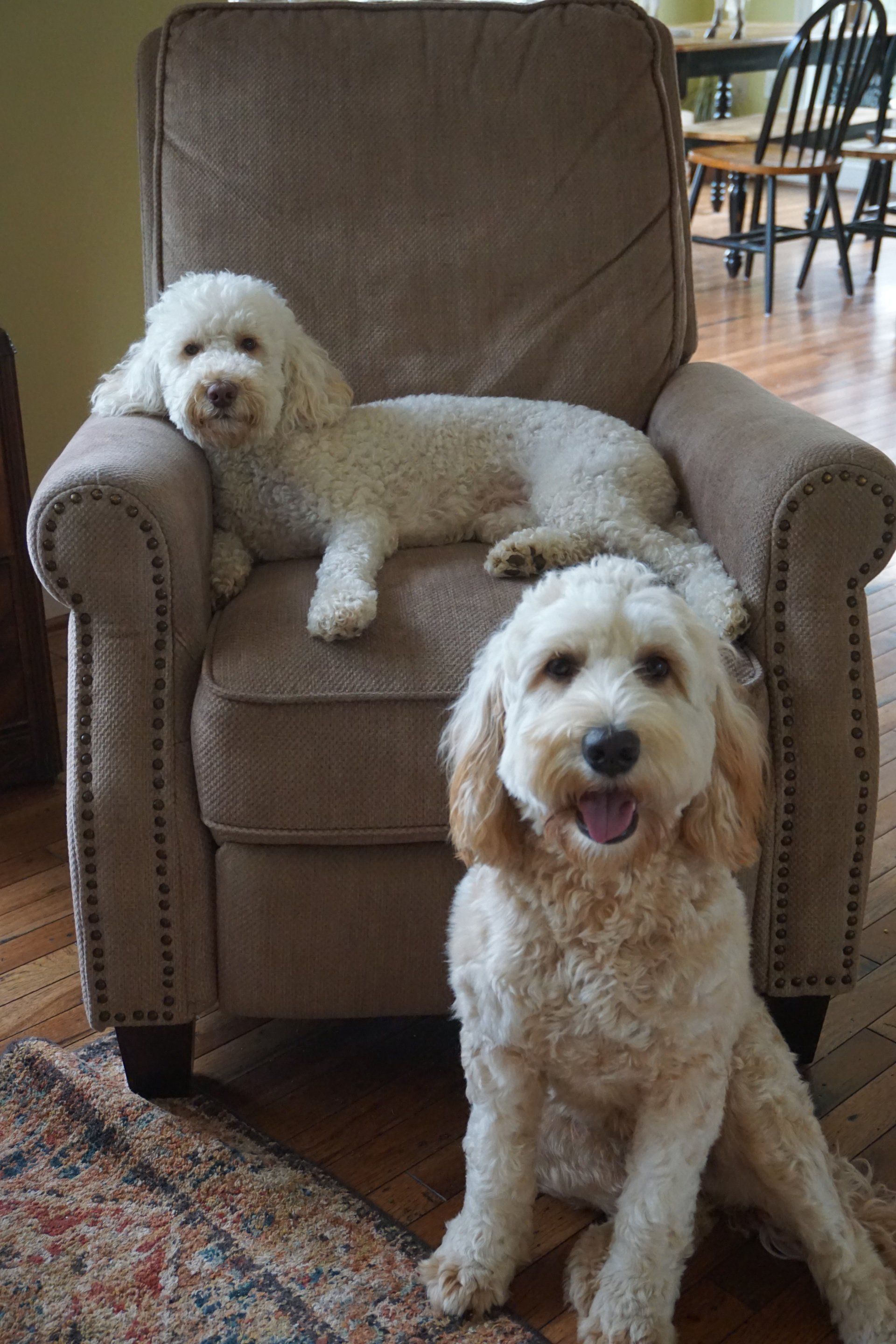 retired buttercup and friend