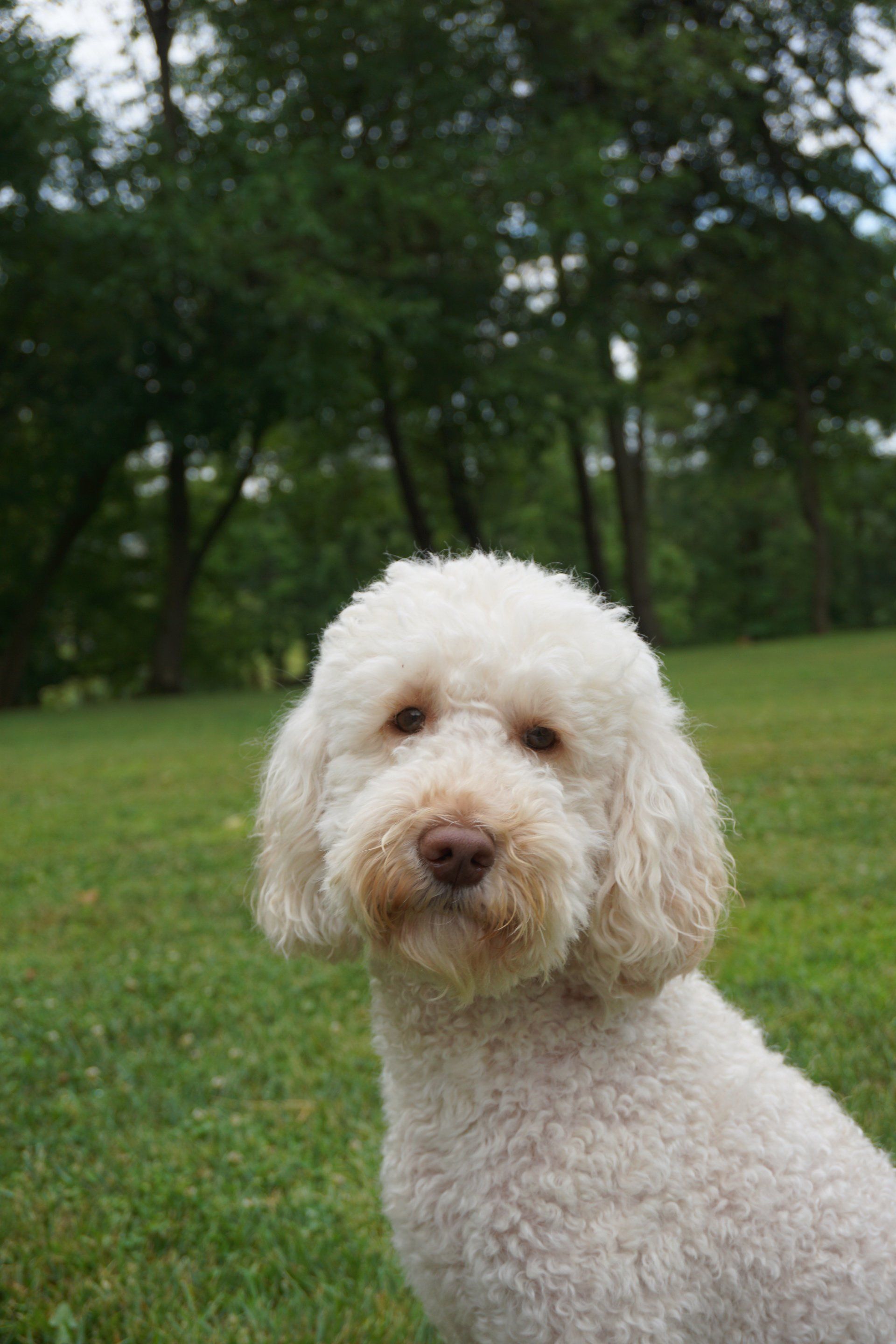 retired buttercup close-up