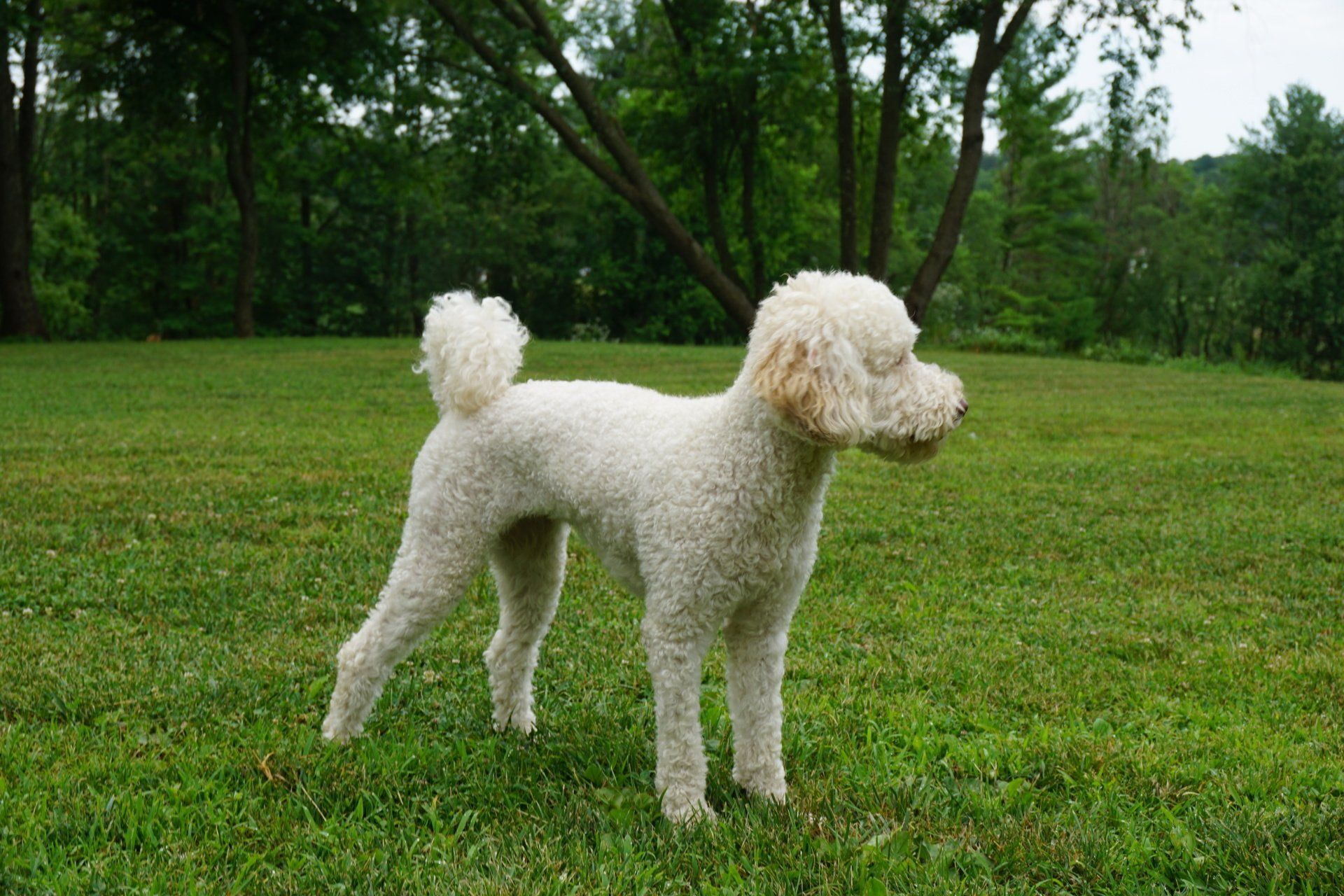 retired buttercup side shot