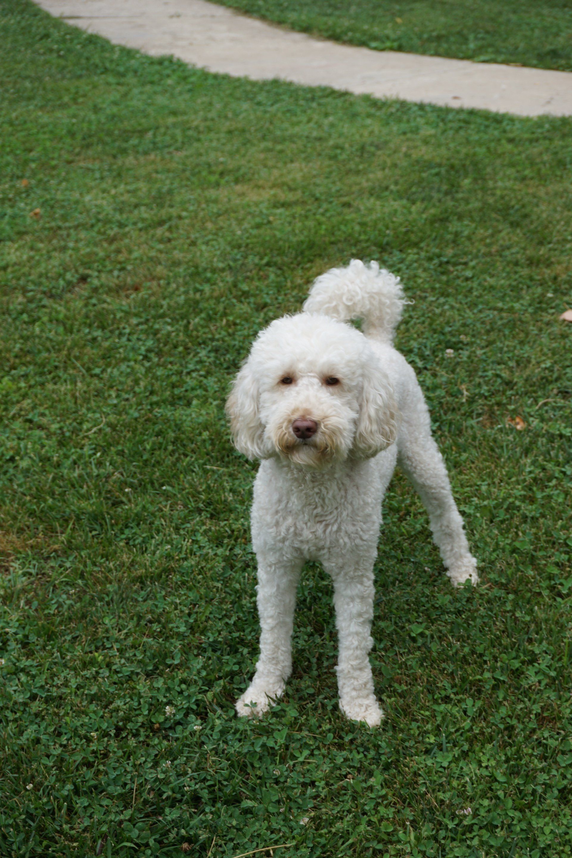 retired buttercup front shot