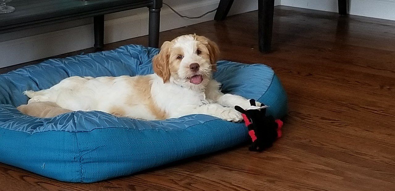 retired callie in bed