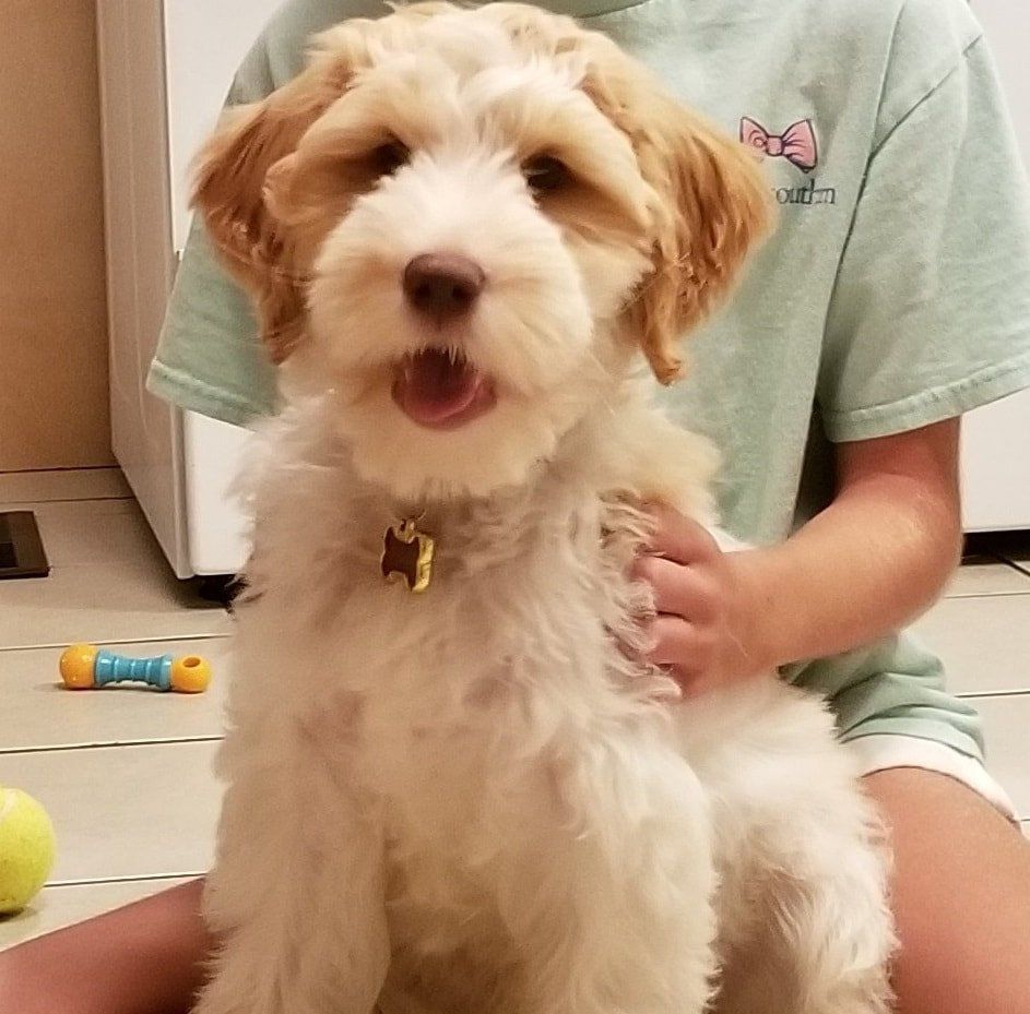 retired callie sitting