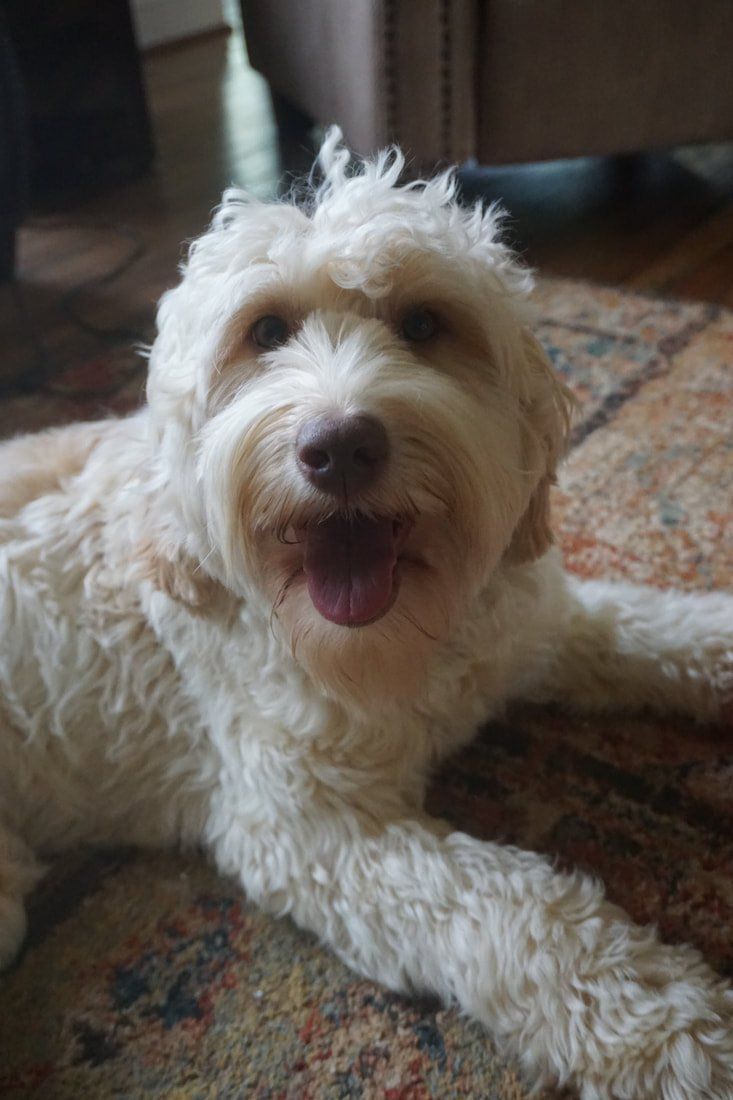 retired callie close-up