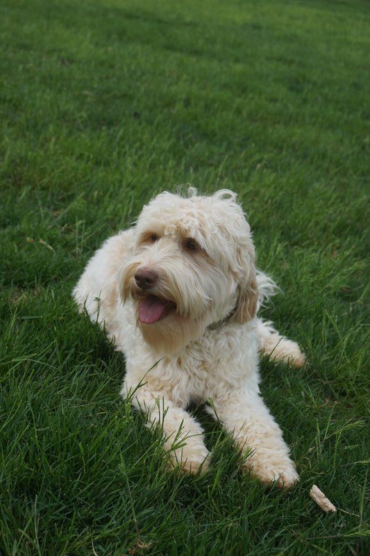 retired callie grass