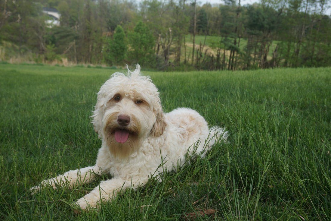 retired callie grass front