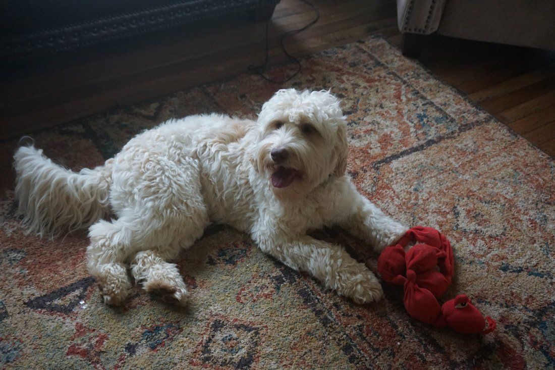 retired callie carpet