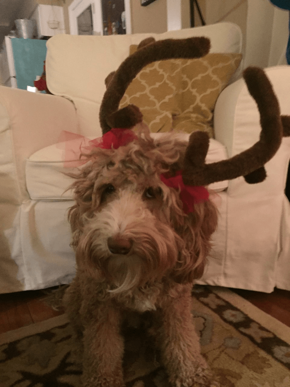 fantine reindeer