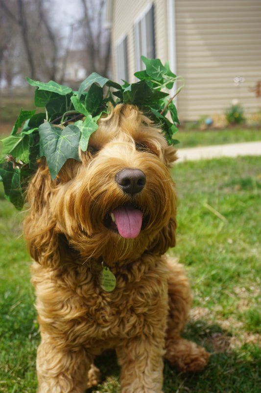 retired ivy leaf crown